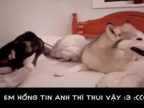 Những pha gây cười trong các đám cưới-6