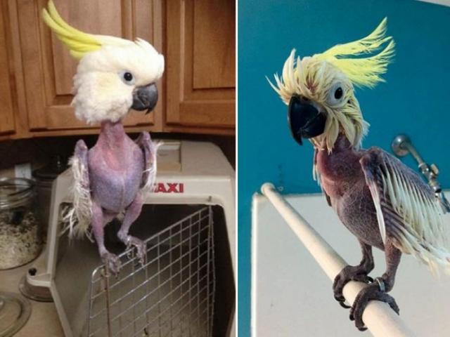 Bó tay với những kẻ sống ảo náo loạn mạng xã hội (P1)-9