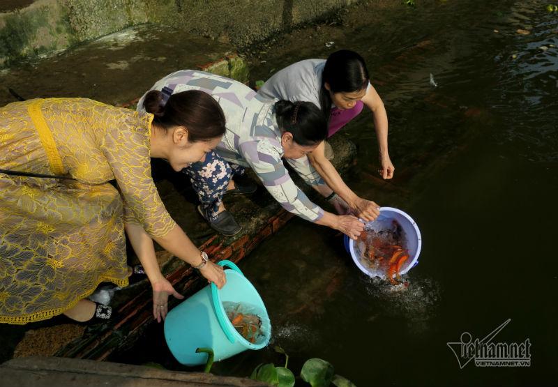 Cá phóng sinh ngày ông Táo vừa được thả đã bị chích điện-1