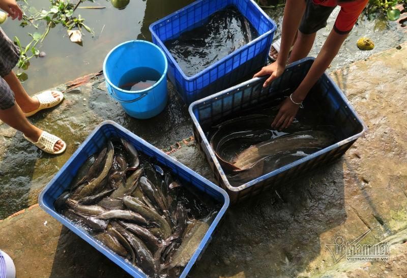 Cá phóng sinh ngày ông Táo vừa được thả đã bị chích điện-3