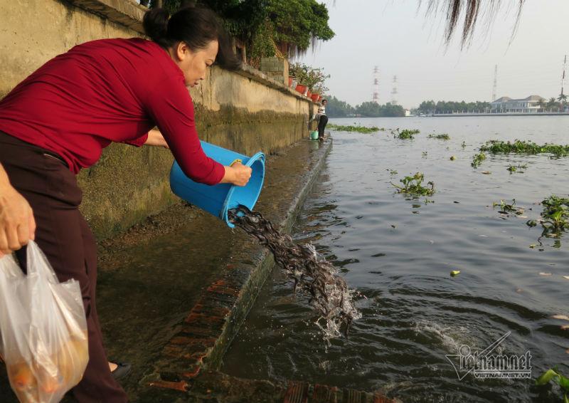 Cá phóng sinh ngày ông Táo vừa được thả đã bị chích điện-4