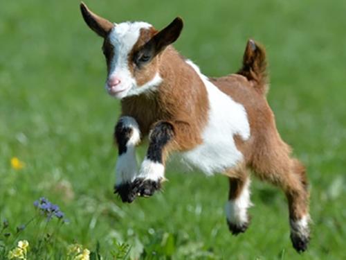 Vận mệnh người tuổi Mùi năm 2018