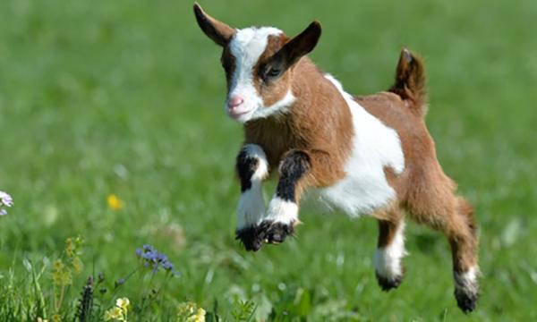 Vận mệnh người tuổi Mùi năm 2018-1