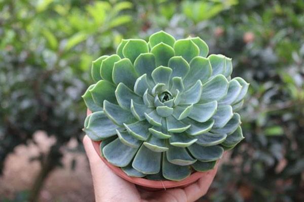 Mậu Tuất 2018, tuổi Dậu chỉ cần kết hợp làm ăn với con giáp này sự nghiệp thịnh vượng vô cùng-3