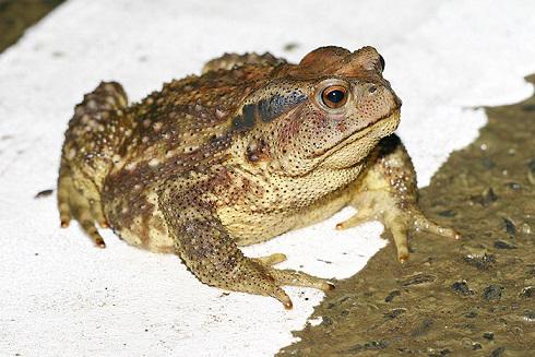 Khóc thét với những món ăn kinh dị nhất Trung Quốc, người phàm ăn cũng chẳng dám nuốt-4