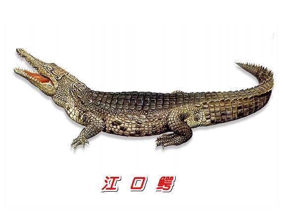 Khóc thét với những món ăn kinh dị nhất Trung Quốc, người phàm ăn cũng chẳng dám nuốt-6