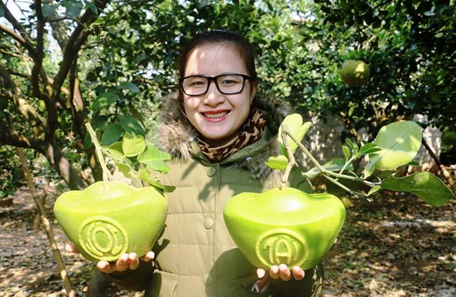 Bưởi hình thỏi vàng có chữ Tài - Lộc giá 1 triệu đồng mỗi cặp-3