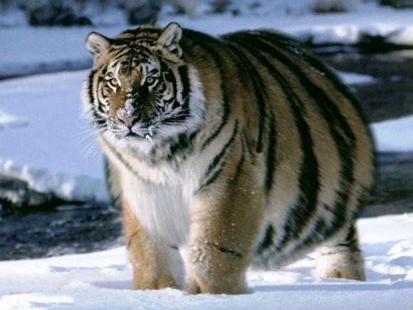 Tin vịt tết 5: Chớ để chồng cầm tiền trong ngày Tết-1