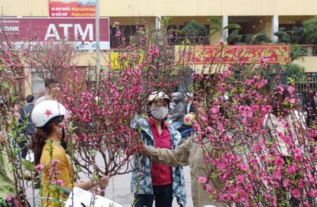 Mới 29 Tết lái buôn, nhà vườn đã xả hàng, bán chạy hoa, quất cảnh-2