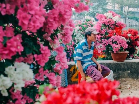 Chiều cuối năm, lang thang ở những chợ hoa truyền thống Sài Gòn đã thấy Tết về đến nơi rồi!