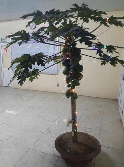 Tết đến rồi, có chậu cây chất như này để trong nhà thì may mắn đây!-6