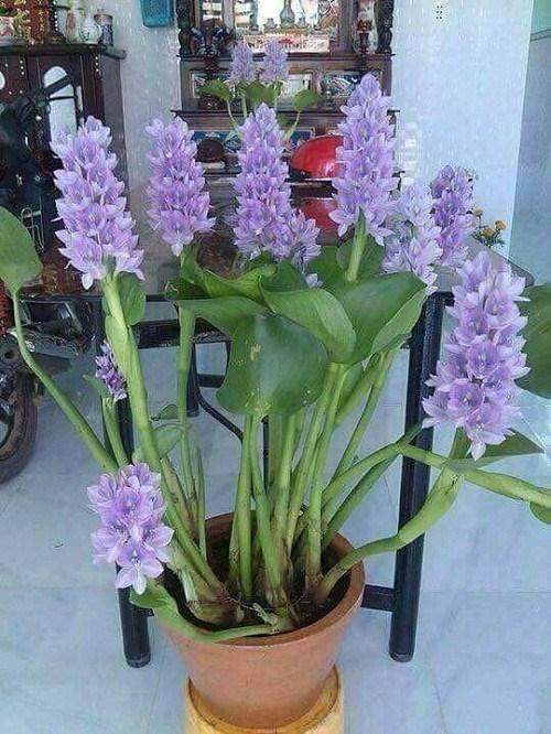 Tết đến rồi, có chậu cây chất như này để trong nhà thì may mắn đây!-7