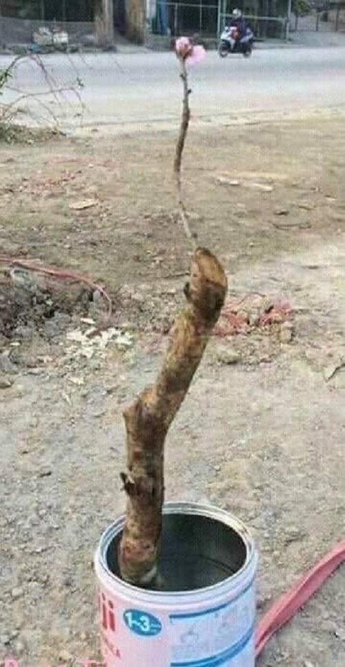 Tết đến rồi, có chậu cây chất như này để trong nhà thì may mắn đây!-9