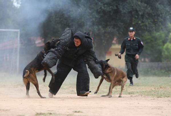 Chuyện cảm động về những chú chó nghiệp vụ-1