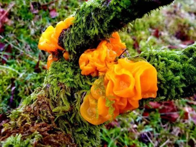 Kỳ lạ giống mộc nhĩ vàng siêu hiếm, giá 6,5 triệu/kg-1