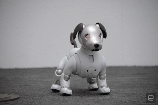 Năm mới Mậu Tuất, gặp chú chó robot dễ thương nhất hành tinh-1