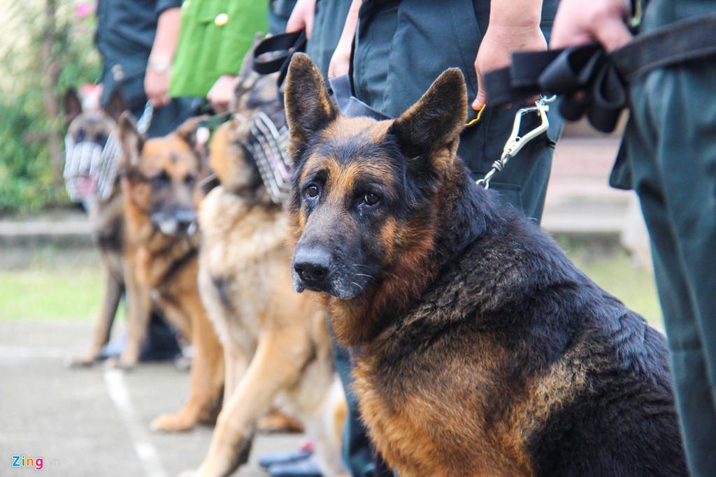 Lời kể của người có hơn 30 năm gắn bó cùng những chú chó nghiệp vụ-1