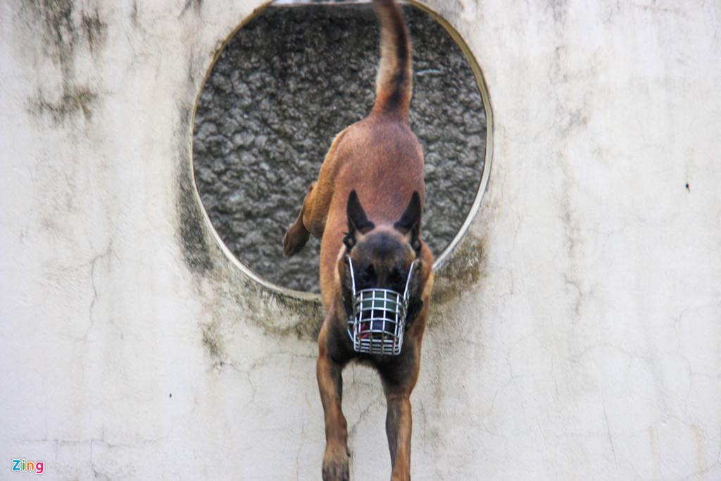 Lời kể của người có hơn 30 năm gắn bó cùng những chú chó nghiệp vụ-5