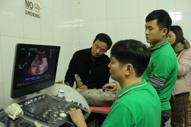 Đỡ đẻ cho chó đêm giao thừa và những câu chuyện cười ra nước mắt nghề bác sĩ thú y-1