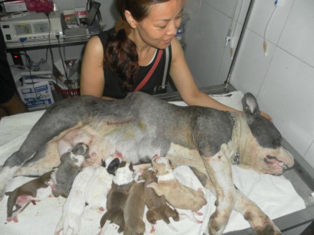 Đỡ đẻ cho chó đêm giao thừa và những câu chuyện cười ra nước mắt nghề bác sĩ thú y-2
