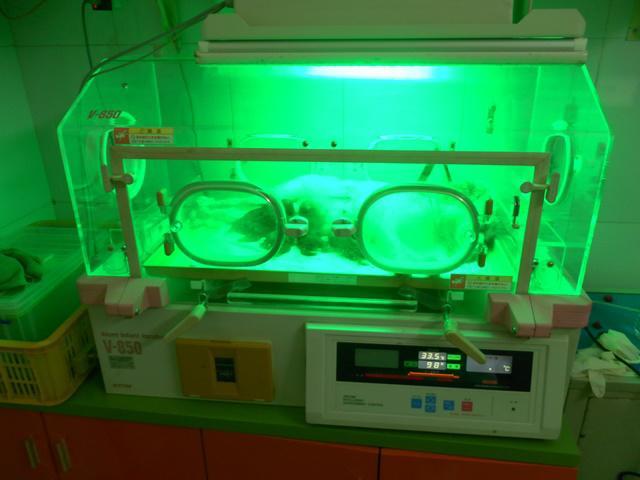 Đỡ đẻ cho chó đêm giao thừa và những câu chuyện cười ra nước mắt nghề bác sĩ thú y-3