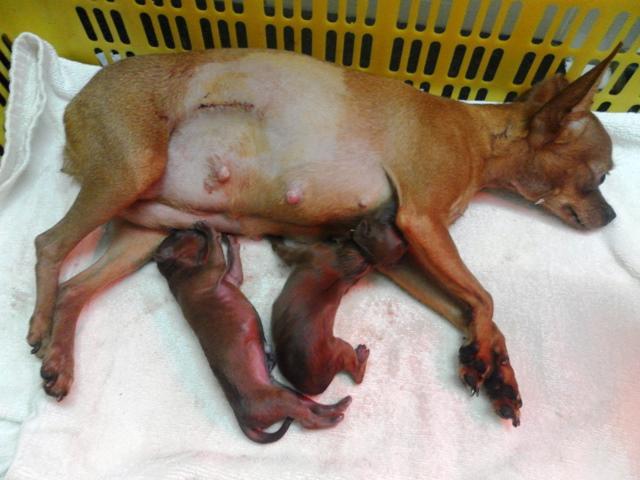 Đỡ đẻ cho chó đêm giao thừa và những câu chuyện cười ra nước mắt nghề bác sĩ thú y-5