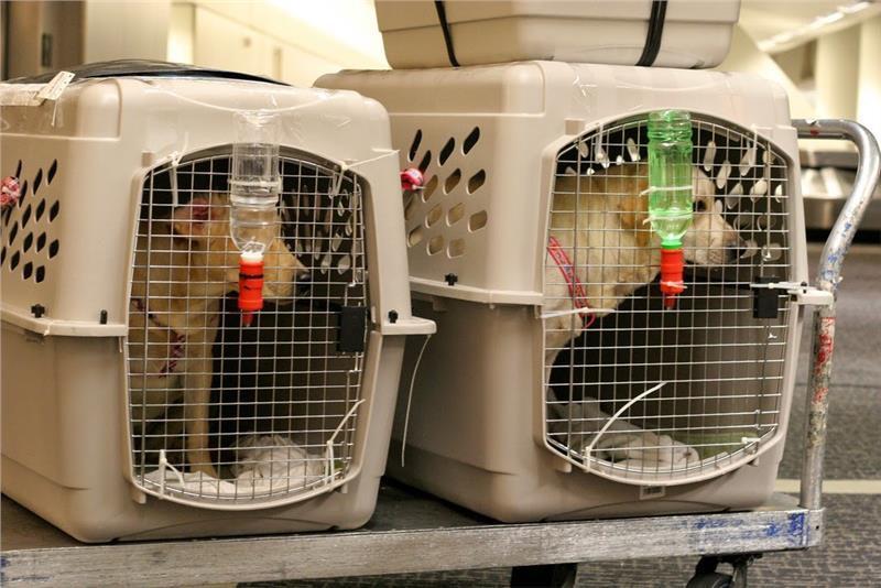 Mang thú cưng đi du lịch, tại sao không?-10