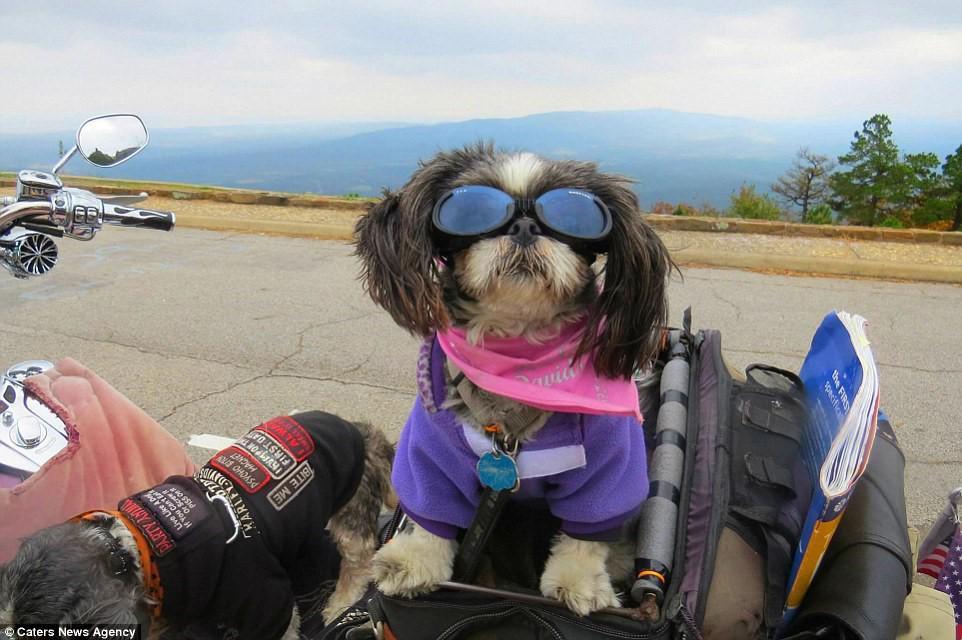 Mang thú cưng đi du lịch, tại sao không?-12