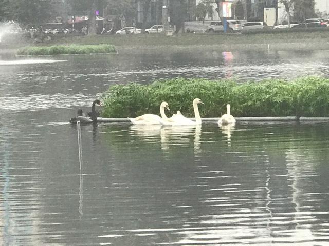 12 con thiên nga được trông coi như thế nào trong 7 ngày Tết?-2