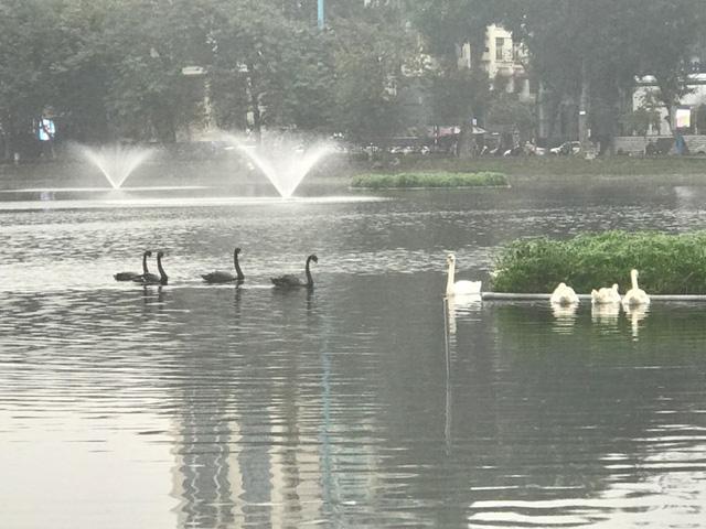 12 con thiên nga được trông coi như thế nào trong 7 ngày Tết?-3