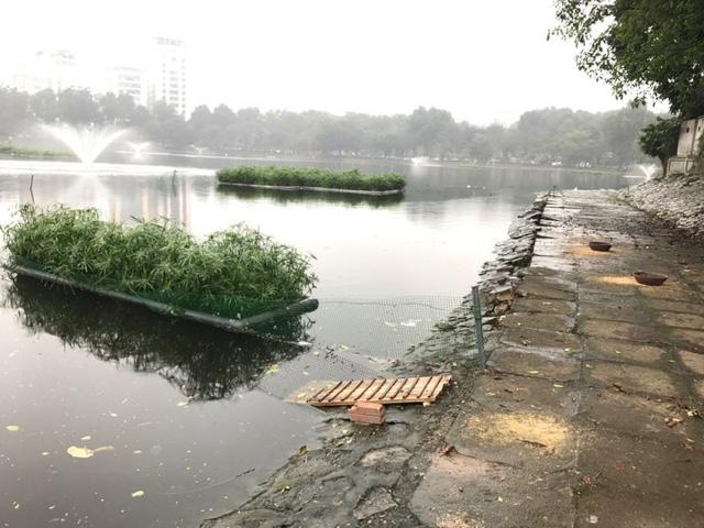 12 con thiên nga được trông coi như thế nào trong 7 ngày Tết?-4