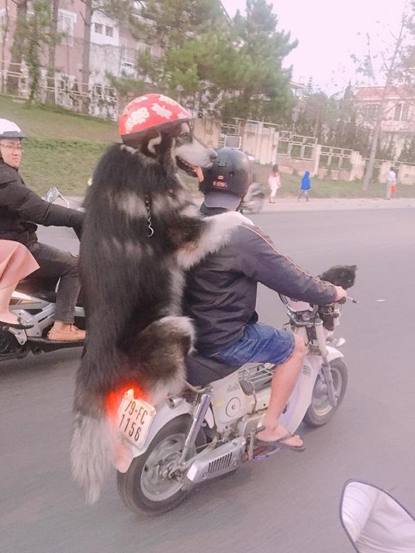 Chàng trai Đà Lạt đi xe cub chở thú cưng đội mũ bảo hiểm cực ngầu-2