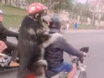 Chàng trai Đà Lạt đi xe cub chở thú cưng đội mũ bảo hiểm cực ngầu
