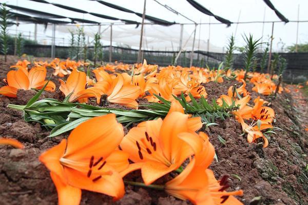 Hà Nội: Hoa ly nở rộ sau tết, dân khóc ròng vì bán chẳng ai mua-1