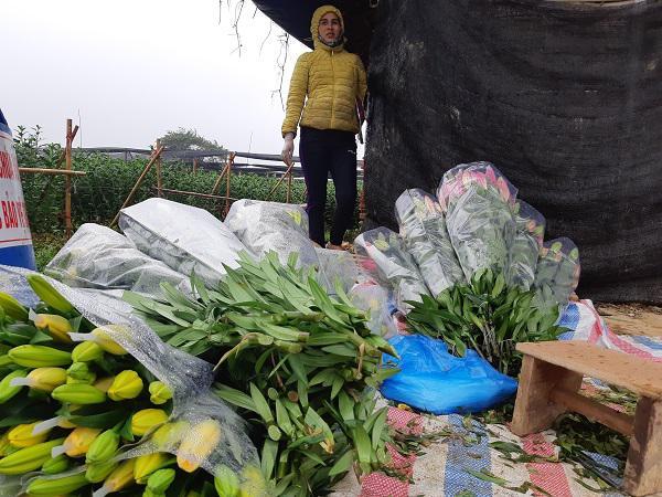 Hà Nội: Hoa ly nở rộ sau tết, dân khóc ròng vì bán chẳng ai mua-10