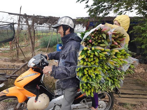 Hà Nội: Hoa ly nở rộ sau tết, dân khóc ròng vì bán chẳng ai mua-11