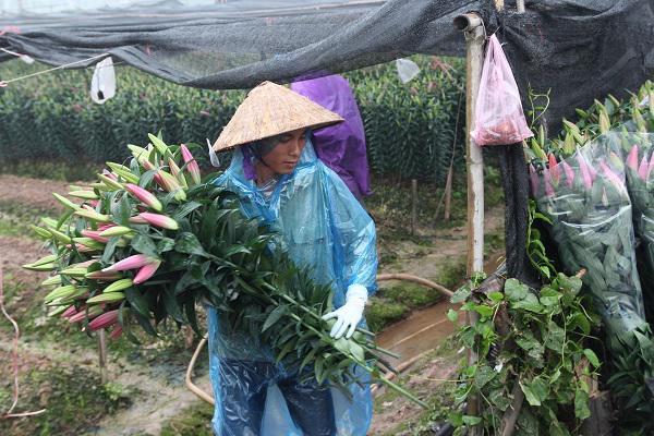 Hà Nội: Hoa ly nở rộ sau tết, dân khóc ròng vì bán chẳng ai mua-3
