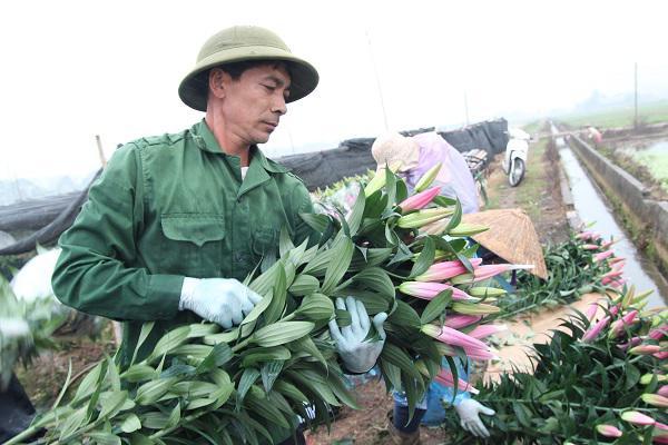 Hà Nội: Hoa ly nở rộ sau tết, dân khóc ròng vì bán chẳng ai mua-4