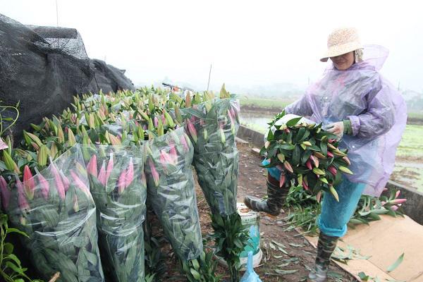 Hà Nội: Hoa ly nở rộ sau tết, dân khóc ròng vì bán chẳng ai mua-5