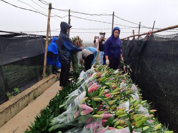 Hà Nội: Hoa ly nở rộ sau tết, dân khóc ròng vì bán chẳng ai mua-6