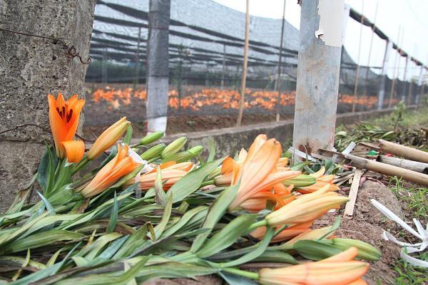 Hà Nội: Hoa ly nở rộ sau tết, dân khóc ròng vì bán chẳng ai mua-8