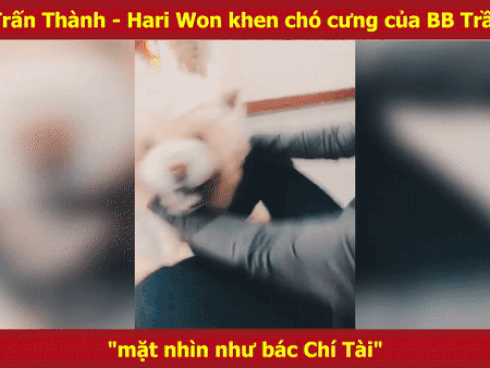 CHẾT CƯỜI Hari Won - Trấn Thành khen chó cưng 'mặt nhìn giống bác Chí Tài'