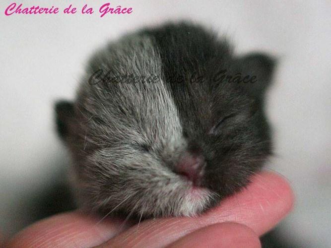 Chùm ảnh về chú mèo hai mặt đáng yêu nhất thế giới-1