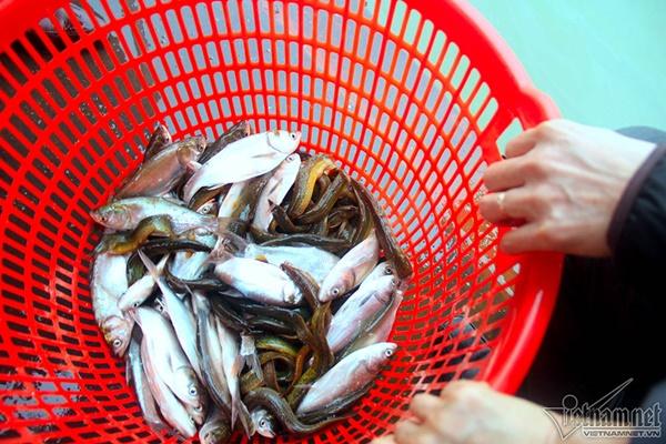 Hà Nội: Cảnh phóng sinh cá lớn nhất trong năm ở sông Hồng-9