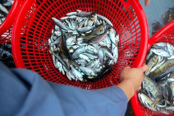 Hà Nội: Cảnh phóng sinh cá lớn nhất trong năm ở sông Hồng-11