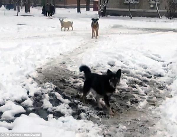 Thảm kịch trên đường đi học về, bé gái 12 tuổi bị bầy chó hoang tấn công dã man-3