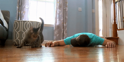 Clip: Thanh niên giả chết để thử lòng mèo cưng hút triệu view-2