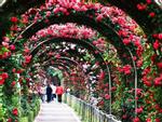 1000 cây hồng Bulgaria khoe sắc trong Lễ hội Hoa hồng