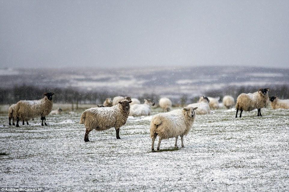 Quái vật phương Đông oanh tạc châu Âu: Người London trượt tuyết trên phố-9