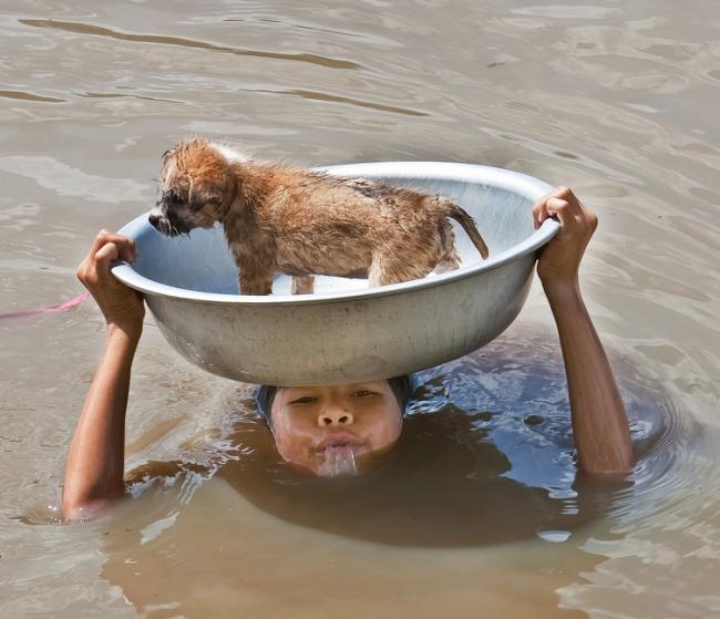 Bất chấp nước lũ ngập sâu đến cổ, cô bé này vẫn quyết tâm cứu chú chó.